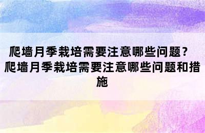 爬墙月季栽培需要注意哪些问题？ 爬墙月季栽培需要注意哪些问题和措施